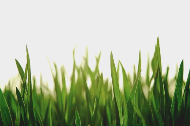 Politics and Green Technology: Steering Towards Sustainability - Vimarsana News